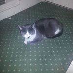 Joe Houck - @drsparrow2424 - Instagram