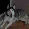 joehummel988 - @joehummel988 - TikTok