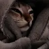 joe_imhoff - @joe_imhoff - TikTok