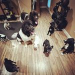 Joe Jolly - @jollydawgs - Instagram