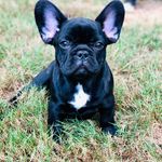 Joe Jolly - @jollydoc1 - Instagram