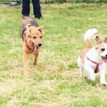 Joe Keefe - @bk_ck_the_pups_in_the_family - Instagram