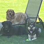 Joe Klundt - @golf_and_dogs - Instagram