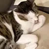 joekuo824 - @joekuo824 - TikTok