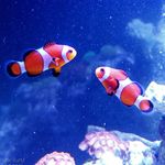 Joe Kurtz - @joefish_aquaria - Instagram