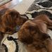 Joey Lach - Facebook