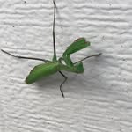 Joe Limon - @joelimonpdx - Instagram