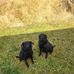 Joe MacLellan - Facebook