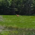 Joe MacLellan - @joemaclellaninthewoods - Instagram