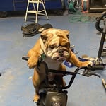 Joe Maple - @jmaple2323 - Instagram