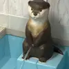 Marco_Polo - @joe_marco - TikTok