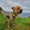 ♡🐾TIMMY🐶♡ - @joemccourt - TikTok