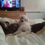 Joe Mcgregor - @joe.mcgregor.5 - Instagram