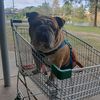 dozer bull dog 4 wheel drive - @joemcleod63 - TikTok