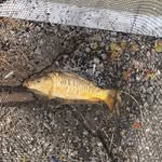 Joe mcveigh - @joemcveighfishing - Instagram