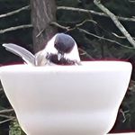 Joe Milone - @milone.joe - Instagram