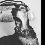 Joe Misuraca - @joemisuraca - Instagram