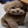 Joey - @monkeyjoei - TikTok