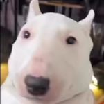 Joe Moses - @_not_a_npc_ - Instagram