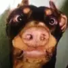 Hi - @joe.mumma - TikTok