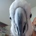 Joe Nicks - Facebook