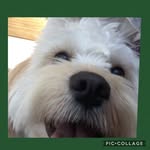 Joe Normandin - @normandinjoe - Instagram