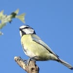 Joe Olding - @everydaynatureeveryday - Instagram