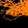 Joe Orange Tree - @joe.orange.tree - TikTok