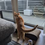 Joe (the cat) - @joeorange10 - Instagram