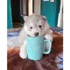 Can in microwave - @joeyostrander1 - TikTok