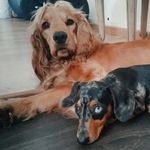 Joe 🐕 & Otto 🌭 - @joe.cocker_otto.salchicha - Instagram