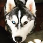 Joseph Pascoe - @joe_pascoe_colorado - Instagram