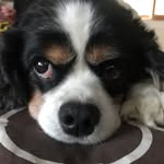 Joe Paterno - @paterno_joe - Instagram