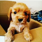 𝕵𝖔𝖊 𝕿𝖍𝖊 𝕾𝖕𝖆𝖓𝖎𝖊𝖑 - @joepatti.thespaniel - Instagram
