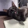joe Pine - @joe.pine3 - TikTok