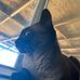 Joe Pipitone - Facebook