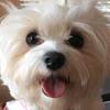 a girl named barkley - @joe.plummer - TikTok