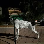 Joe Ritz - @joepointerdog - Instagram