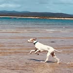 Joe the English Pointer - @happy.dog.adventures - Instagram