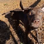@rooneyjoepointer - Instagram