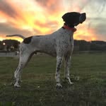 Smokey Joe - @smokeyjoepointer - Instagram