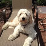 Joe Polin - @joe.polin.5 - Instagram