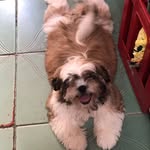 Joe Rabelo - @joerabeloshihtzu - Instagram