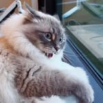 Nim - @joerabin2 - Instagram