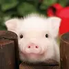 JOE REDD - @joe.redd2 - TikTok