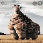 Joe Renaud - @joe_the_bro_2oo8 - Instagram