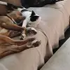 Joe Rhoads - @joe.rhoads - TikTok
