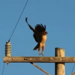 joe robledo - @leapinghawkphotography - Instagram