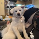 Joe Rullo - @joe.rullo - Instagram