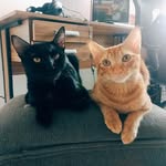 𝑱𝒐𝒆 𝒆 𝑺𝒂𝒍𝒆𝒎 🐈 - @joesalemcats - Instagram
